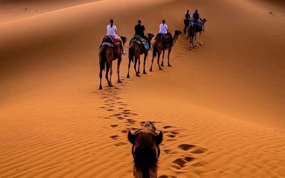 Camel ride at sunset and sunrise